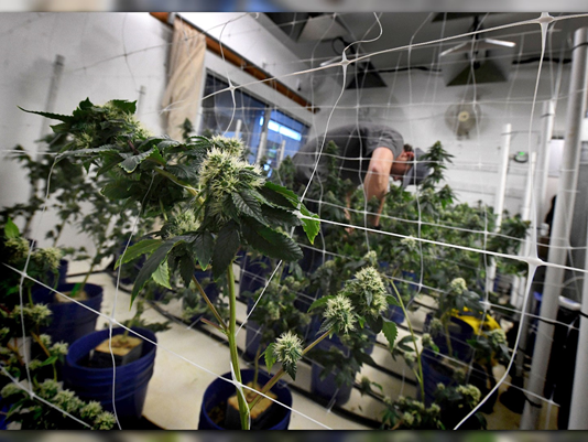 Warehouse Grow -  Getty Images