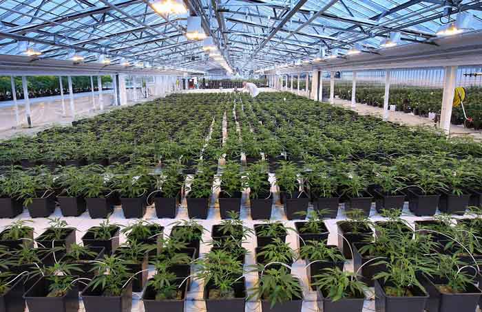 Warehouse Grow -  Postmedia News