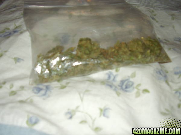 warpedfactory Bud in a bag