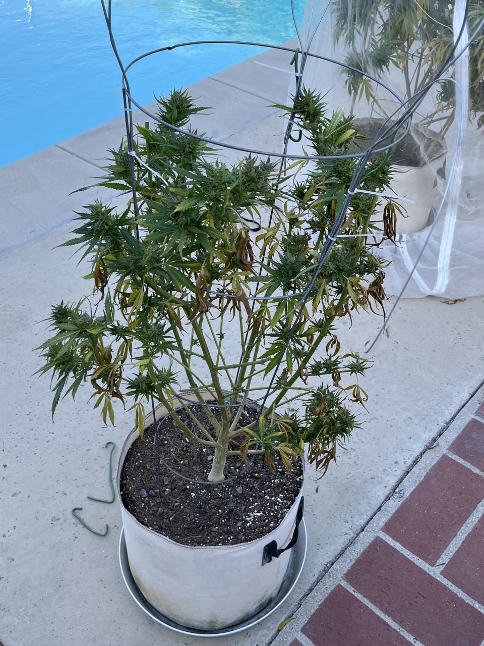 Water Melon Kush 10.2.23 after