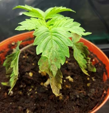 watered-seedling-looks-like-nutrient-deficiency-sm.jpg