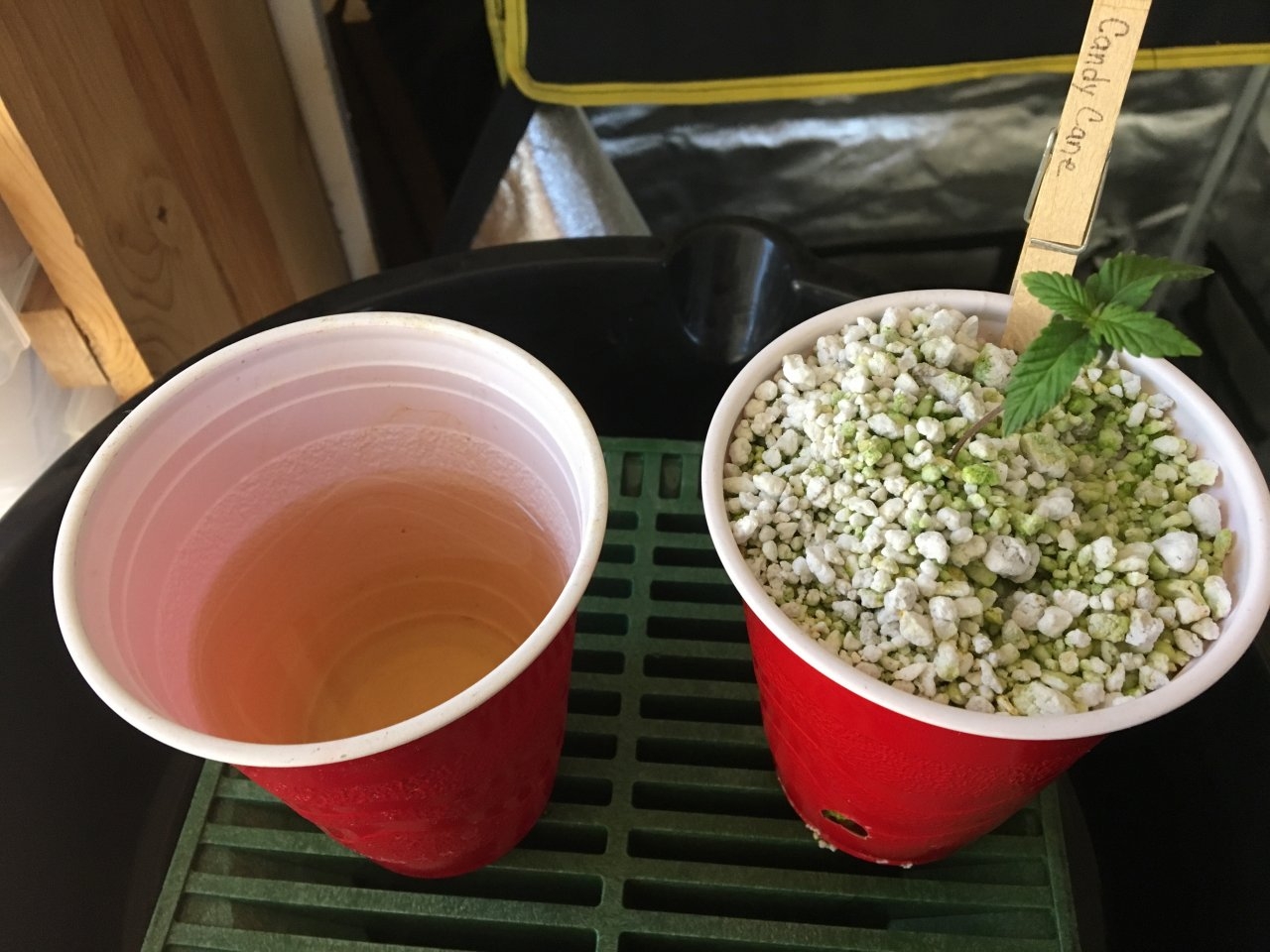 Watering a seedling: hempy-style