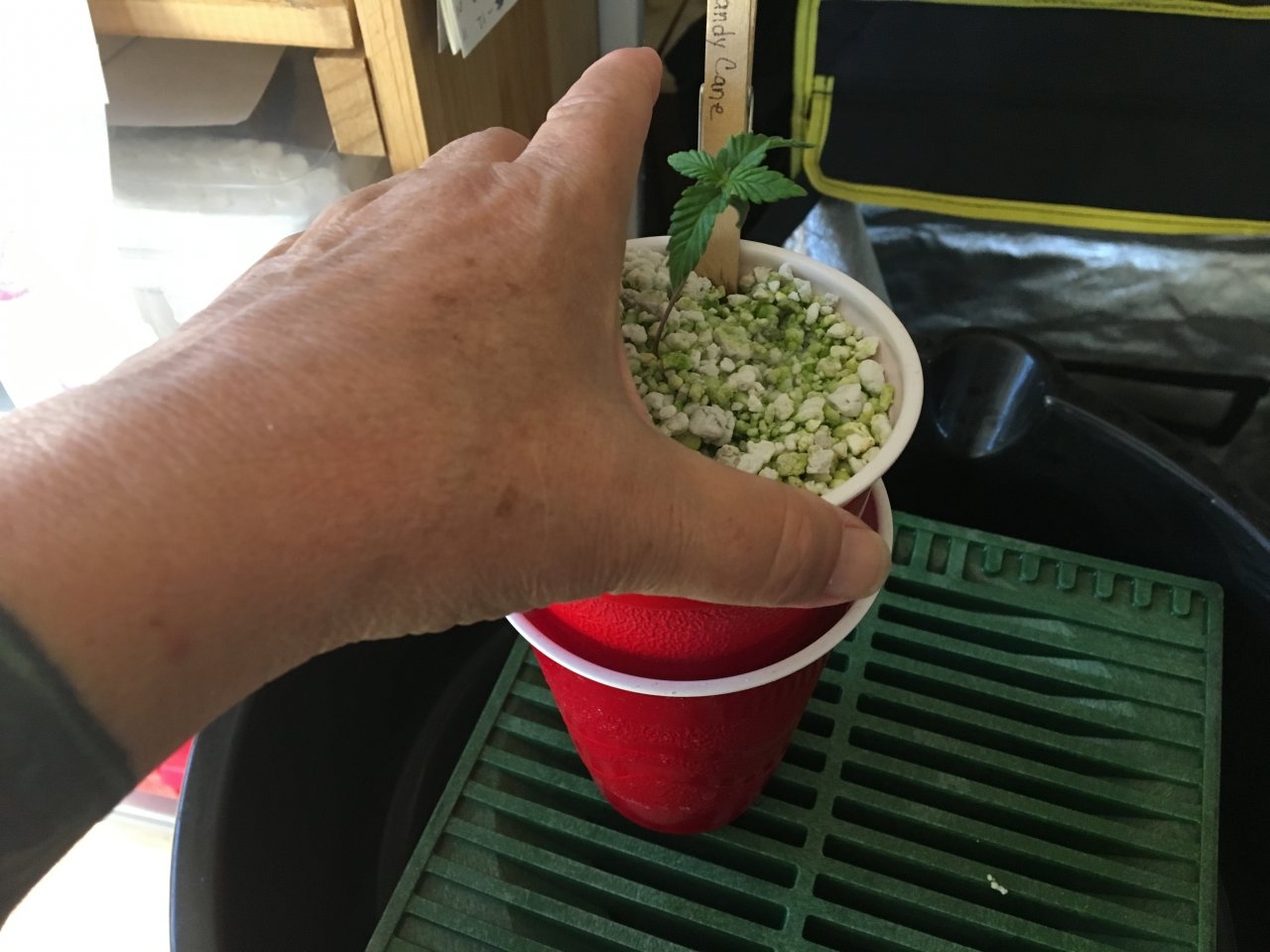 Watering a seedling: hempy-style