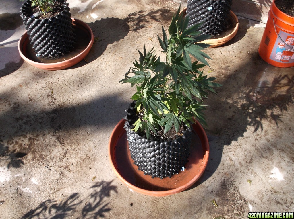 Watering Air Pots