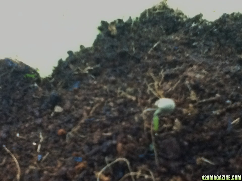 watering cycle for newly germinated seeds in coco coir