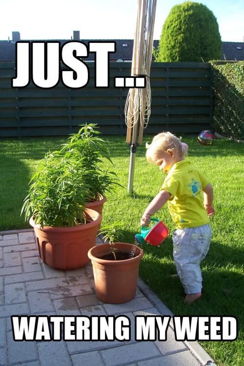 Watering Weed