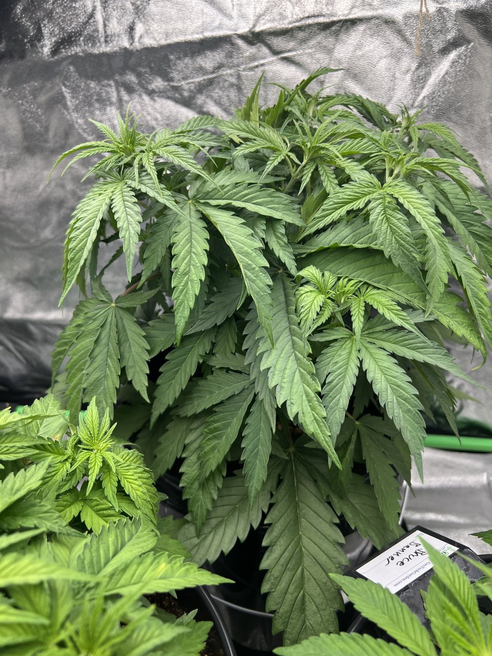 Watermelon day 26