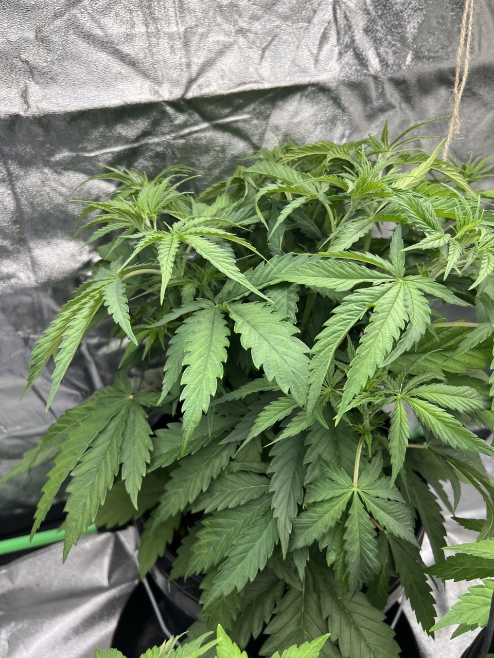 Watermelon day 28