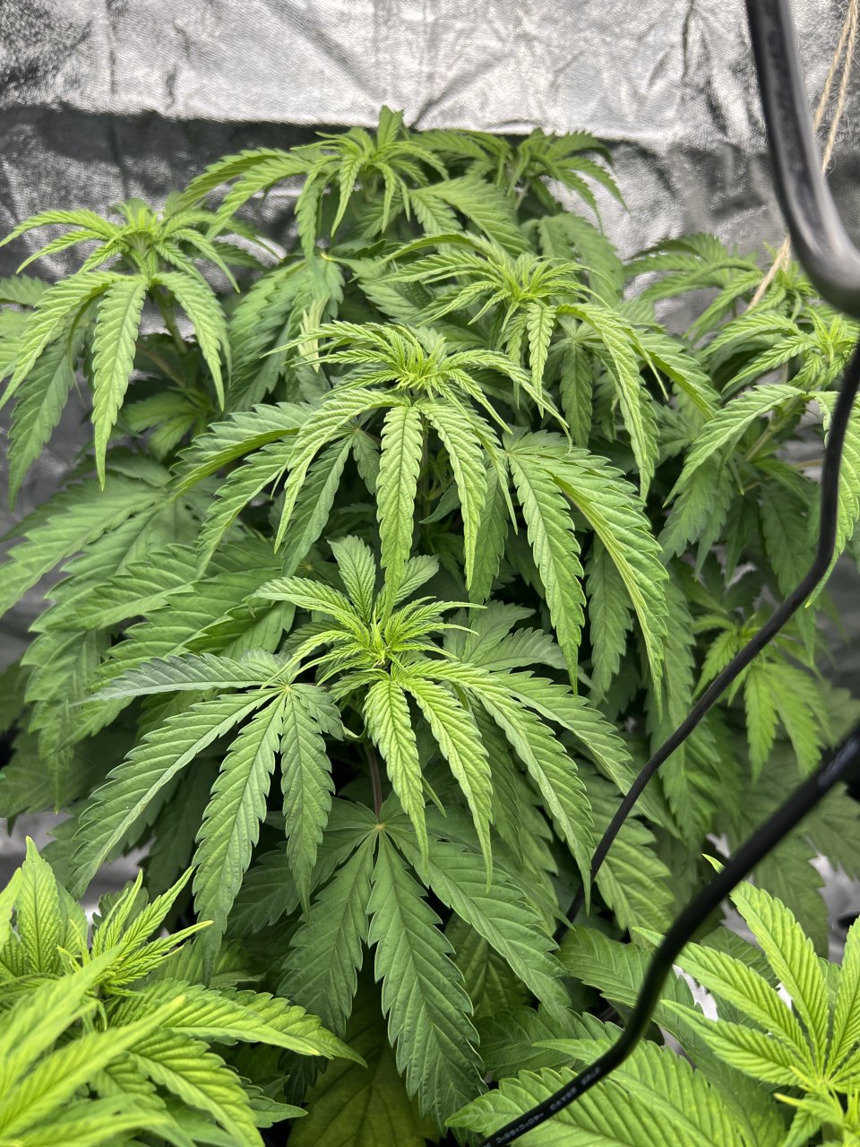 Watermelon day 30