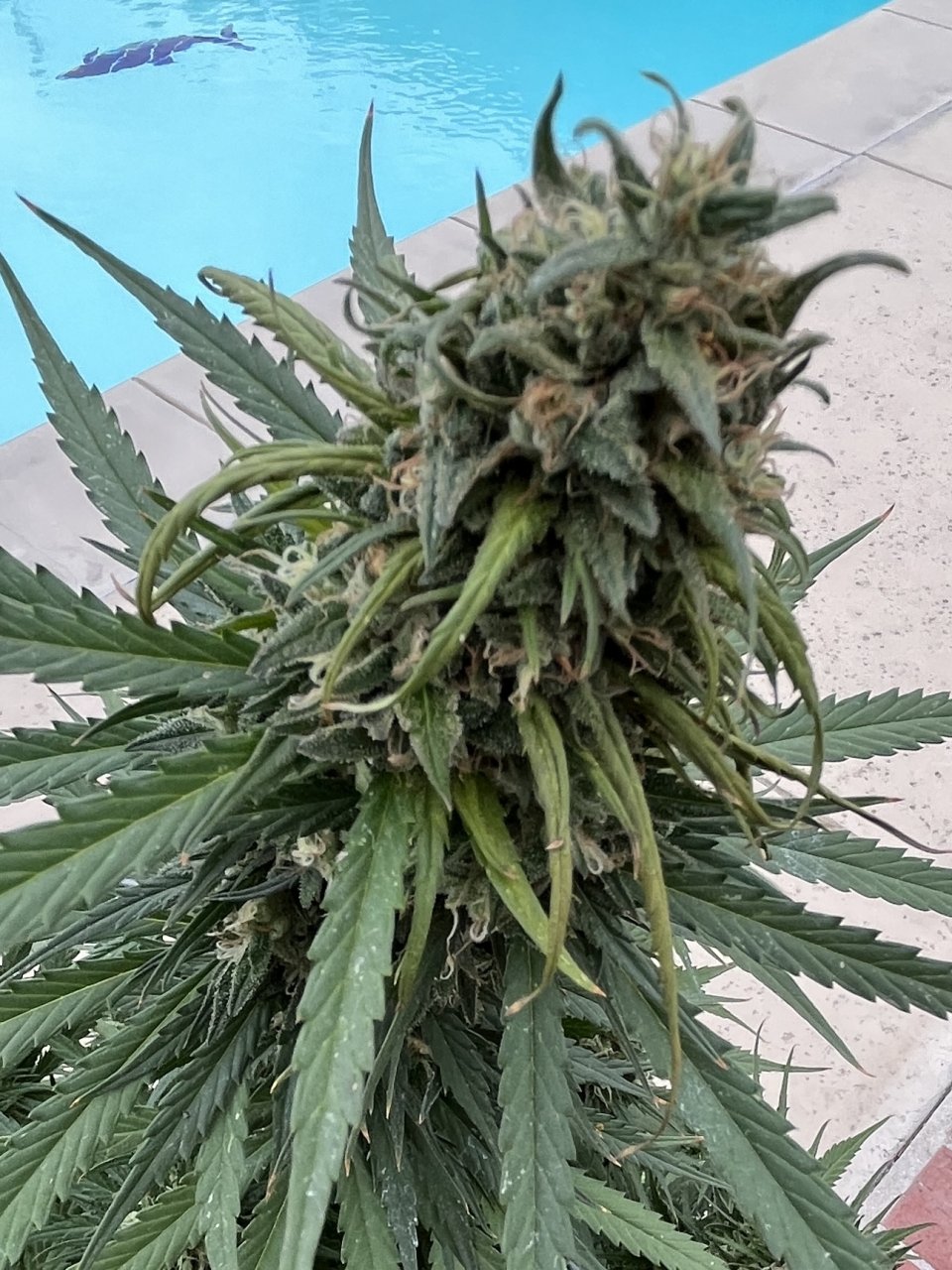 Watermelon Kush 9.20.23 rot