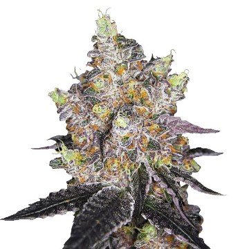 watermelon-punch-seeds-growers-choice-cannabissamen-weed.jpg