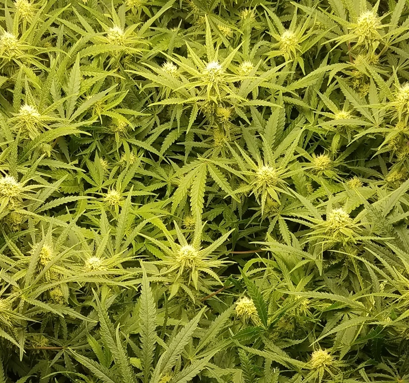 WBIP-HSO-Greencrack -9-05-20 flower.jpg