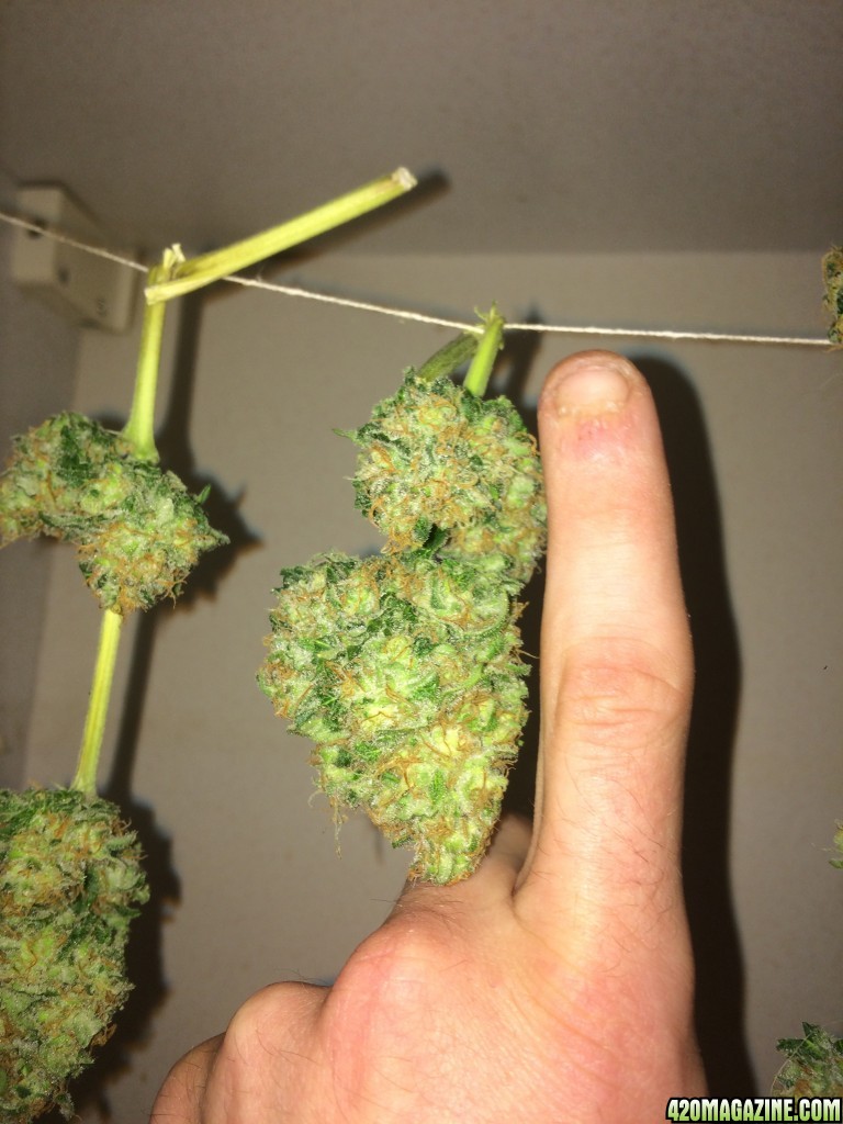 We don't do diet bud round here ;) Kiwi Skunk lower branch bud