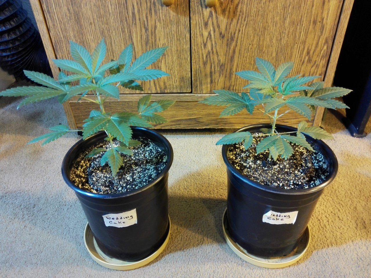 Wedding Cake 12/6/2020 - Blackskull Seeds