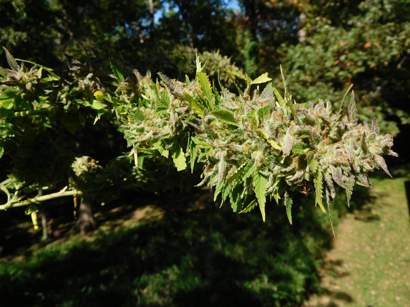 Wedding Cake harvest day 10-13-23 (1).JPG