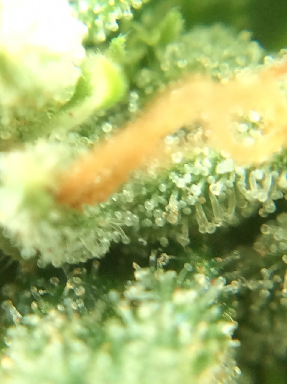 WeddingCake1 9.28.21 trichomes