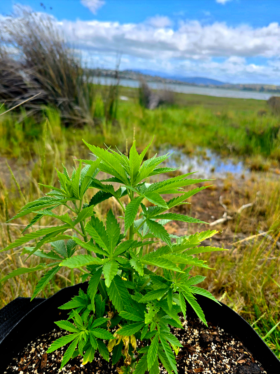 Weed by the beach