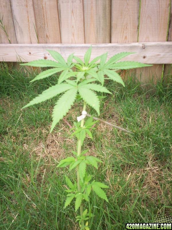 weed plant 2