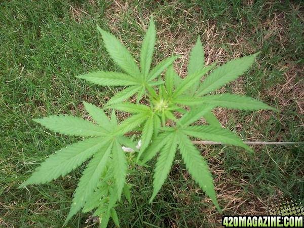 weed plant