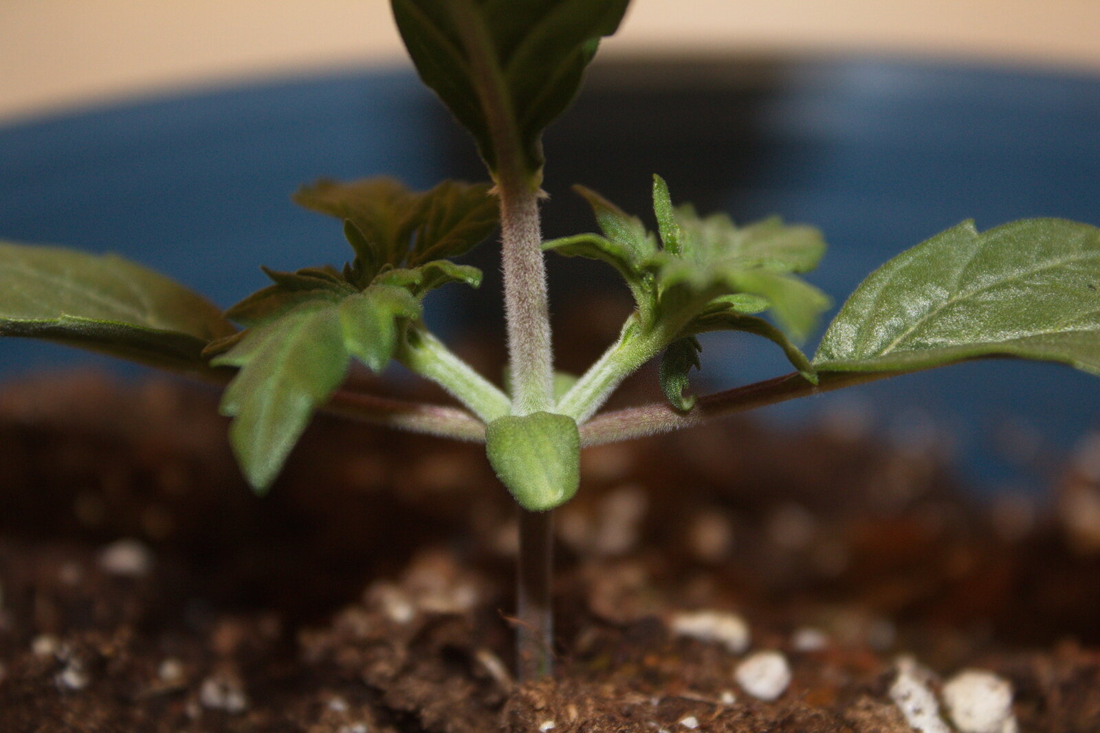 weed seedling 2.jpg