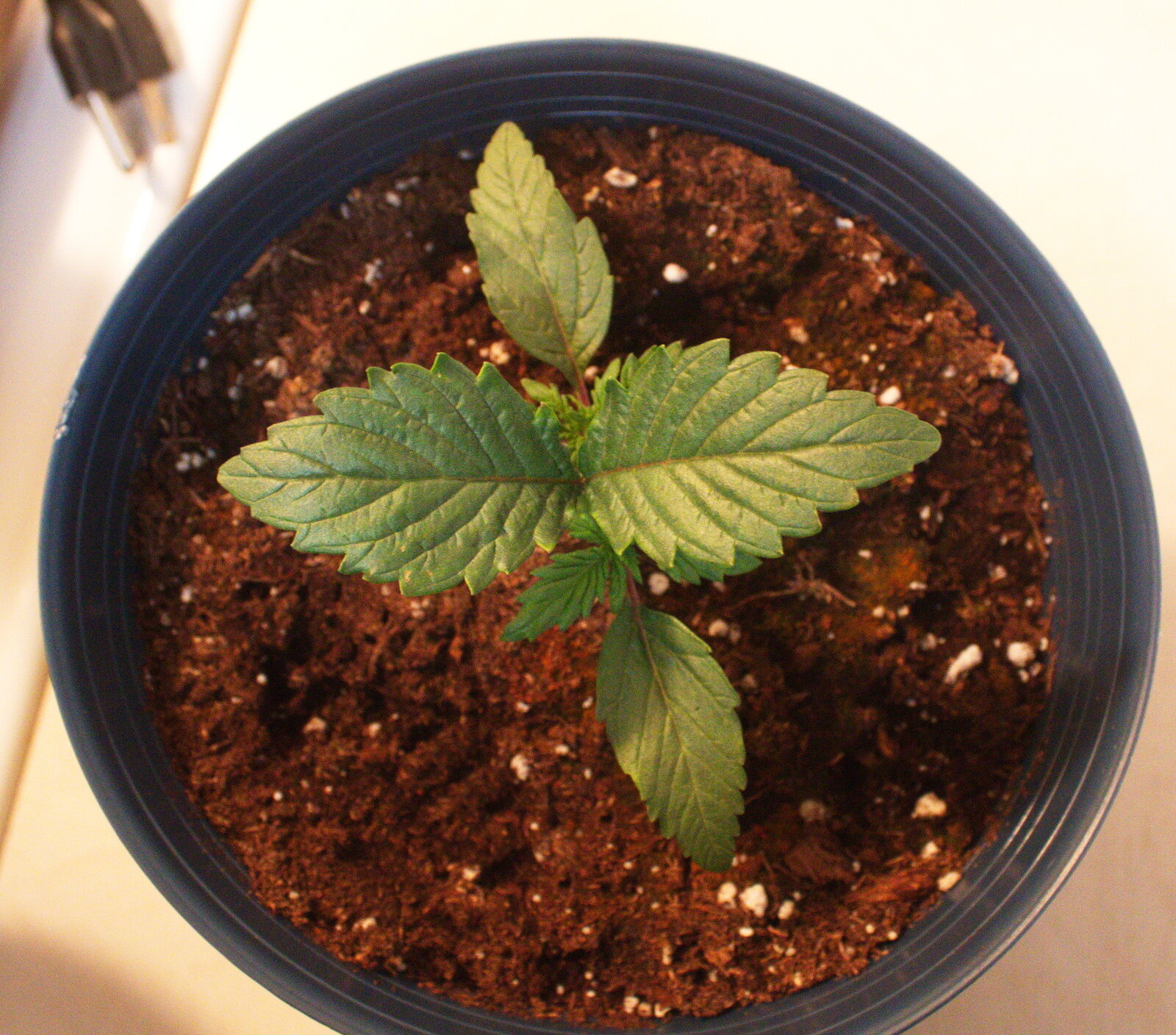 weed seedling 3.jpg