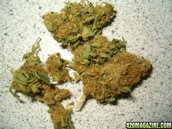 weed (silver haze)