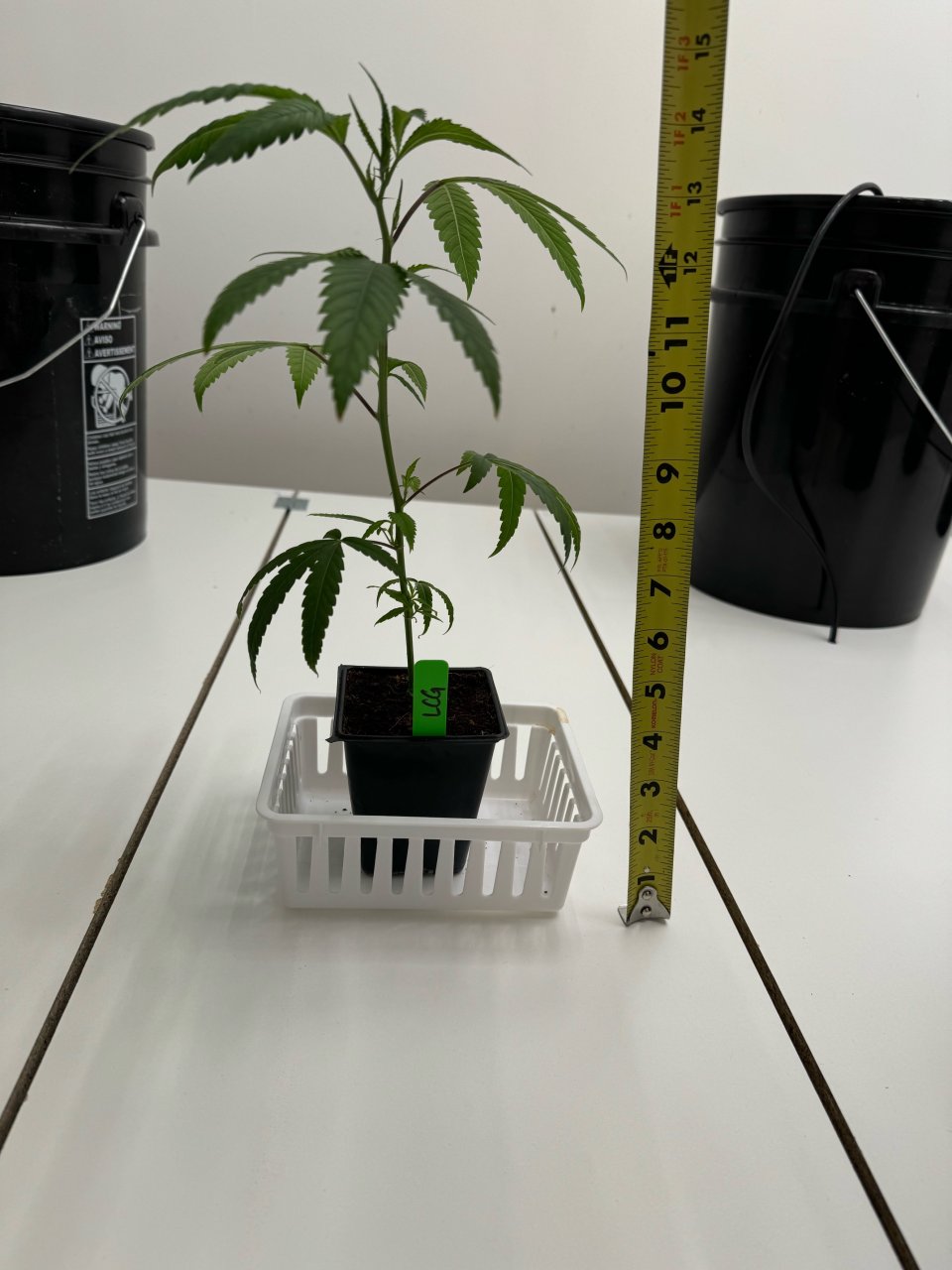 Week 1 Clone - 14"+/-