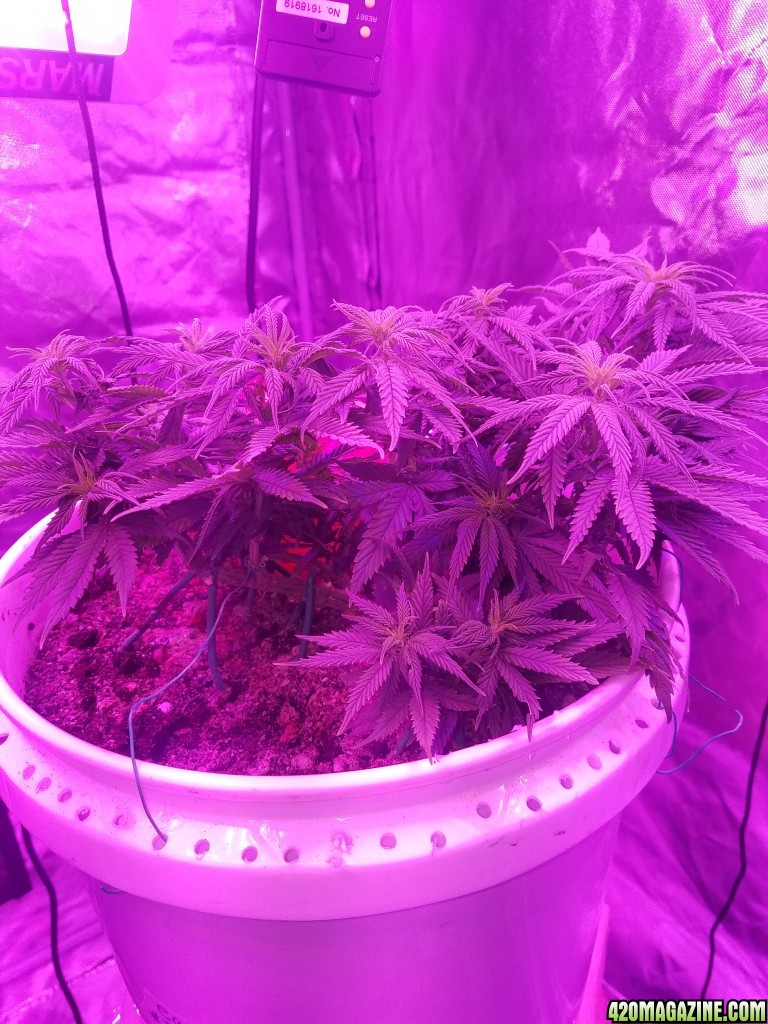 Week 1 flower early vixen organic