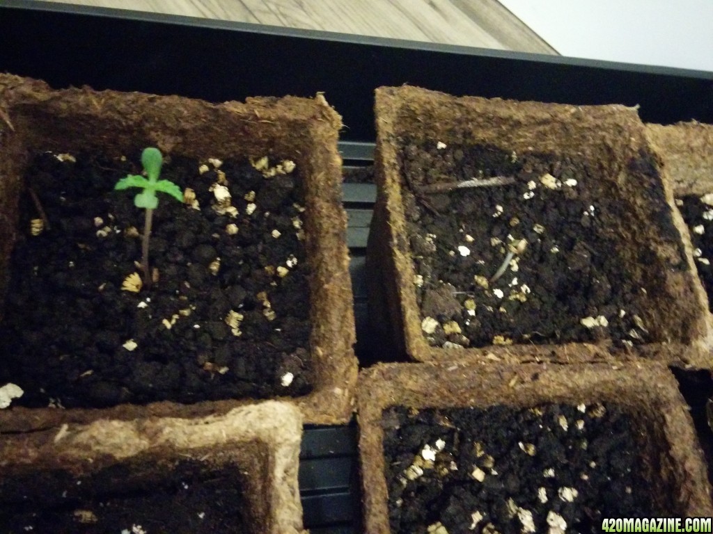 Week 1 Seedling