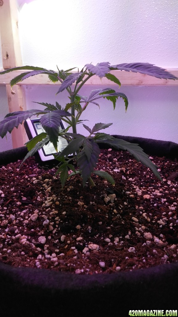 week 1 veg