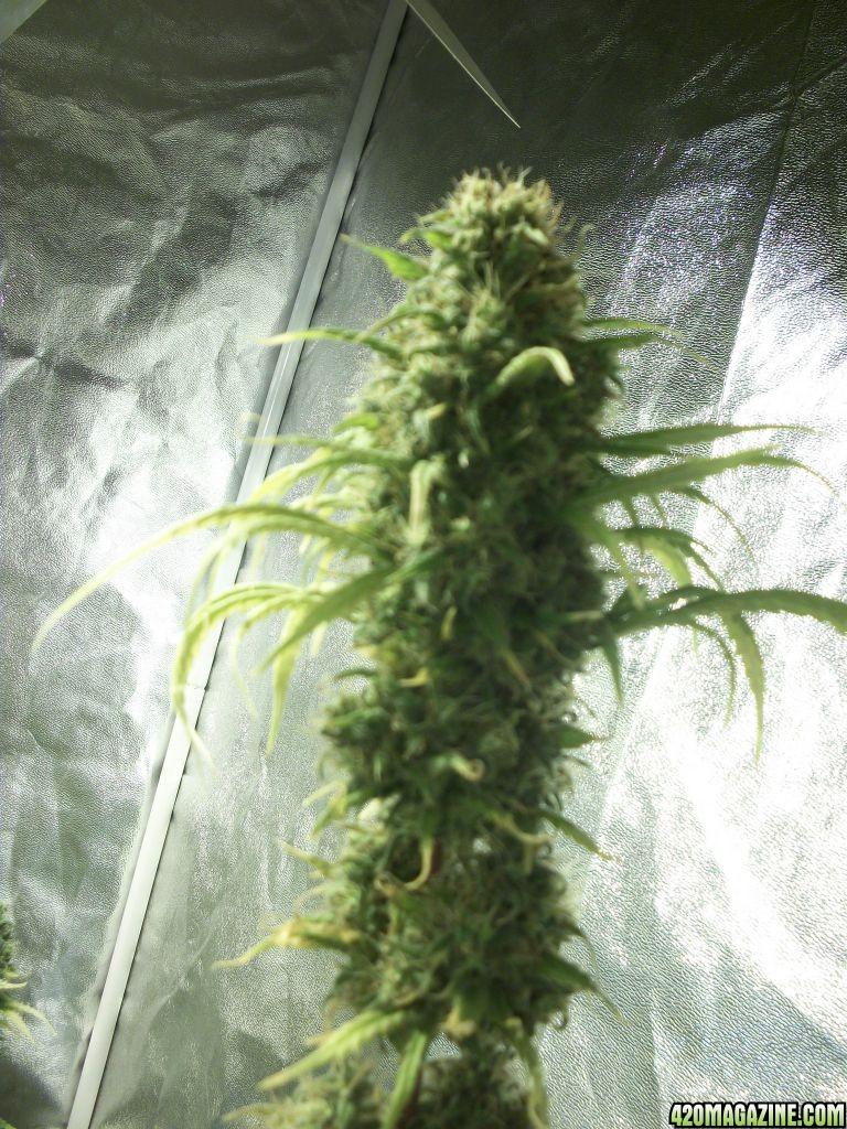 week 10 flower