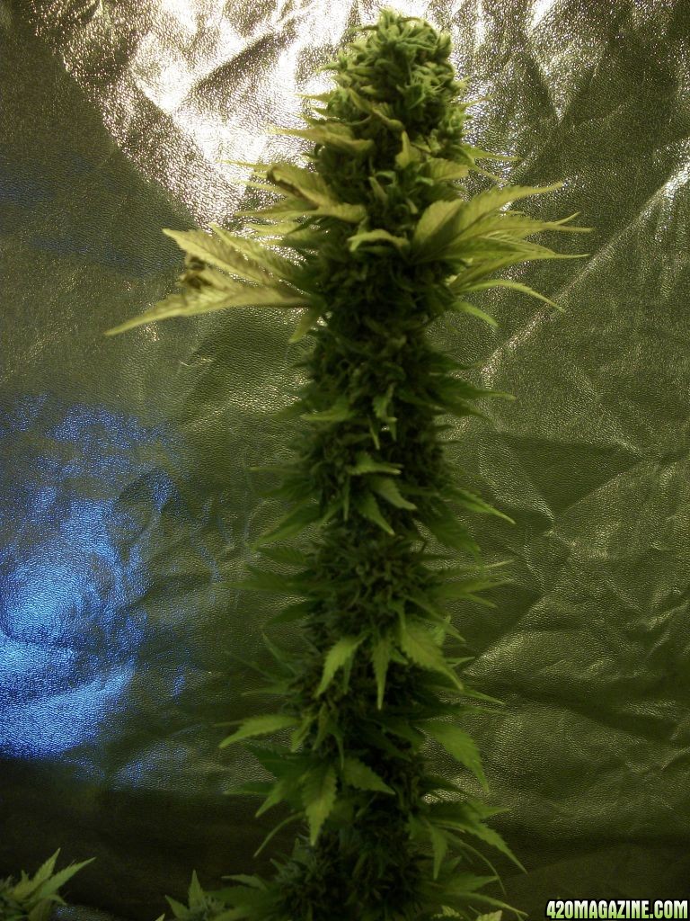 week 10 flower