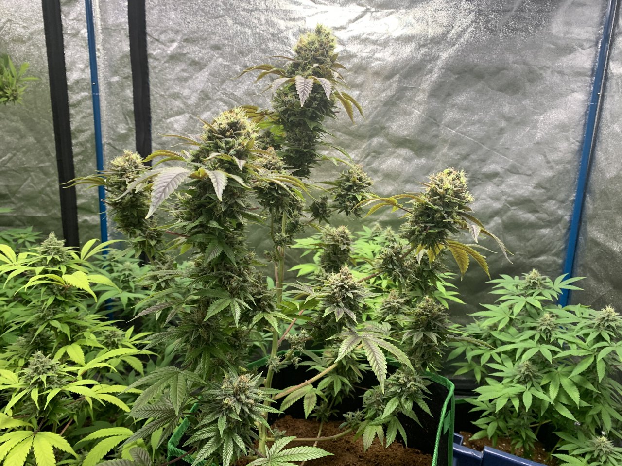 Week 10 GSC Flower