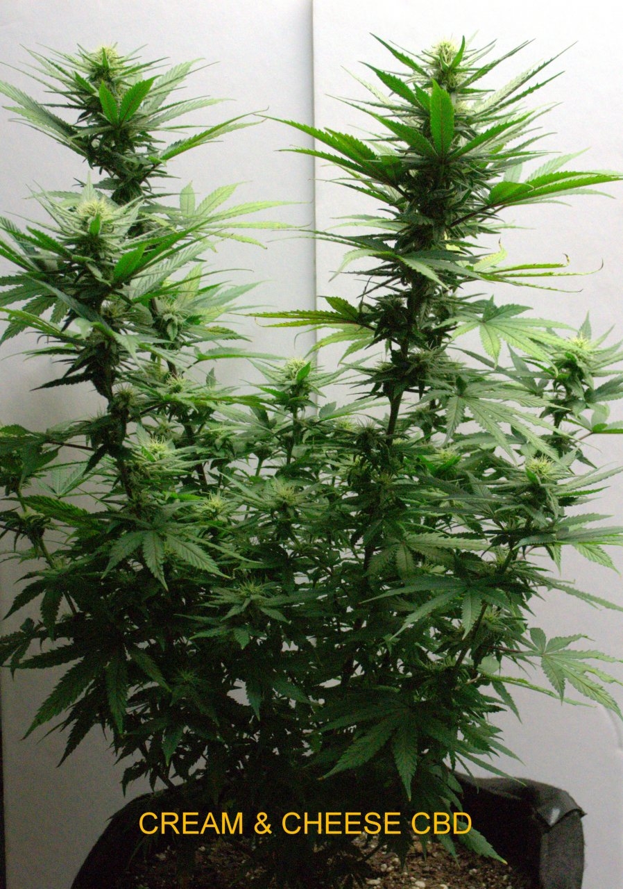 Week 11 Flower 4.jpg