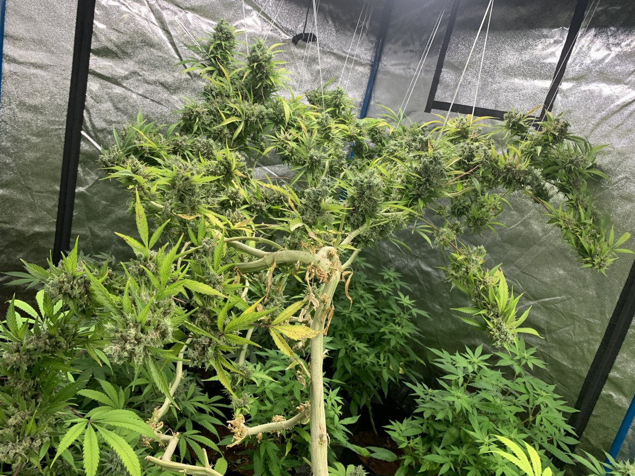 Week 14 BDC flower