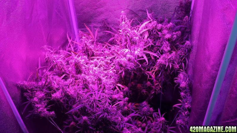 Week 18 flowering