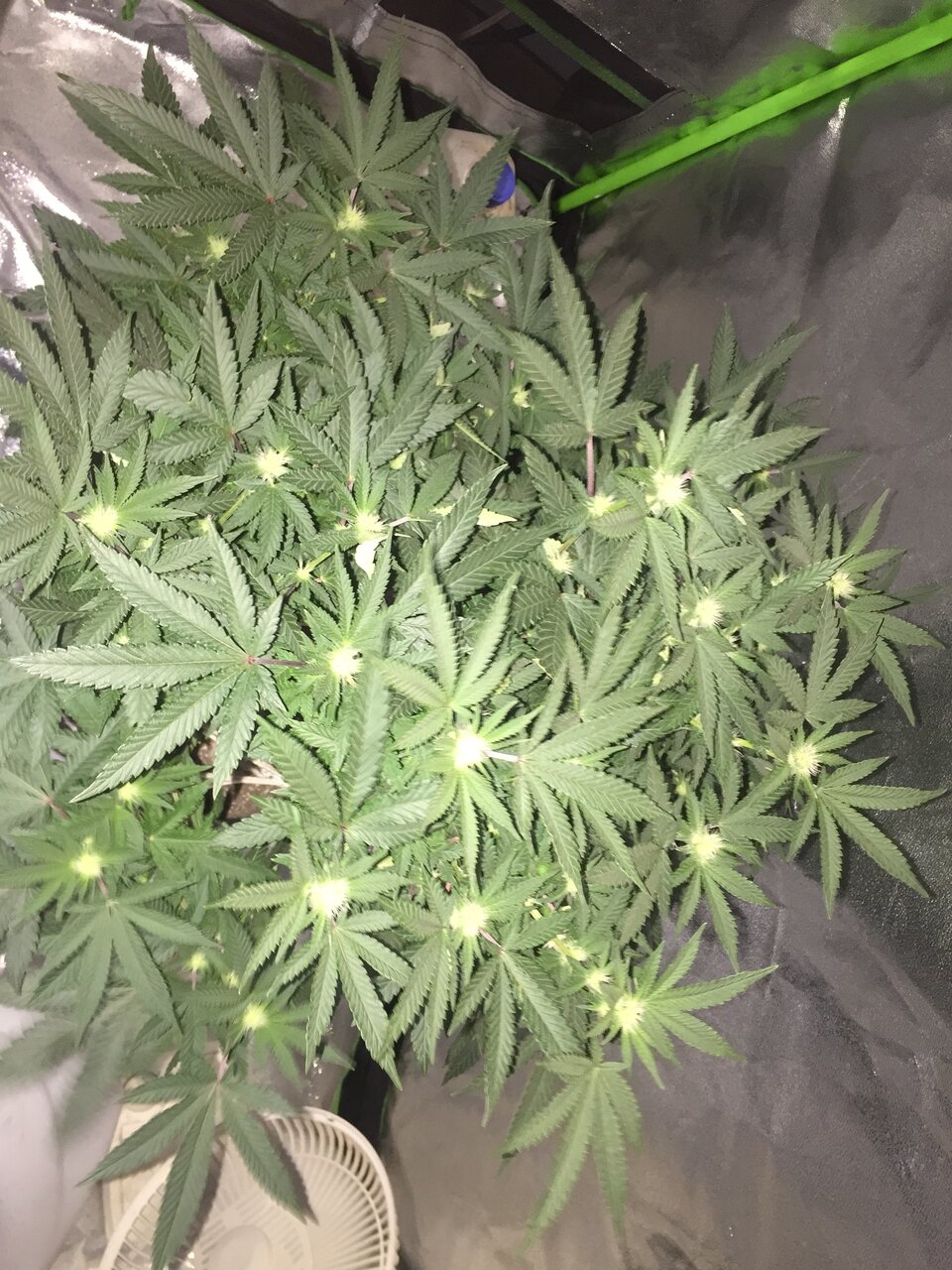 Week 2 day 19 of flower. birthday gift plant