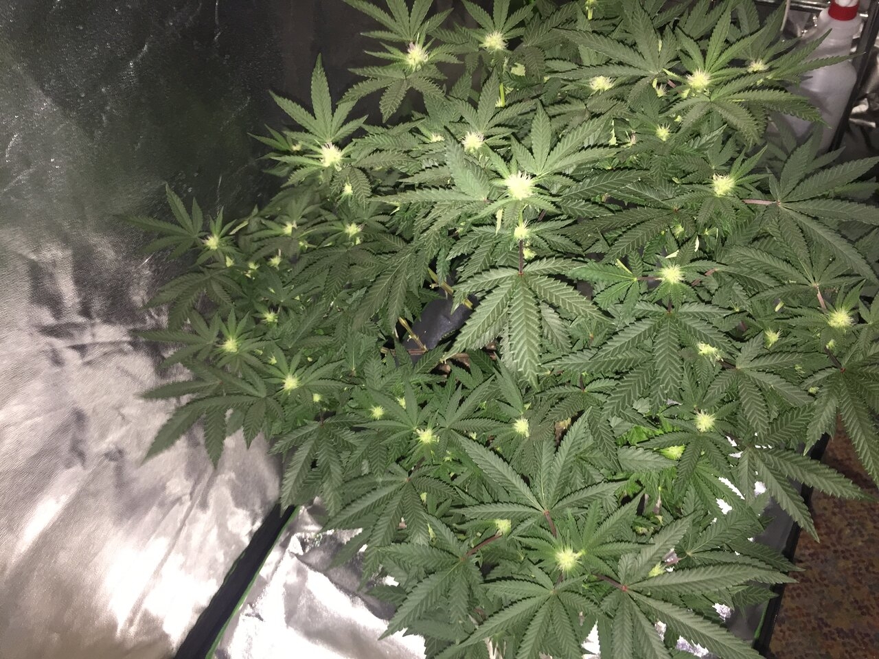 Week 2 day 19 of flower. birthday gift plant