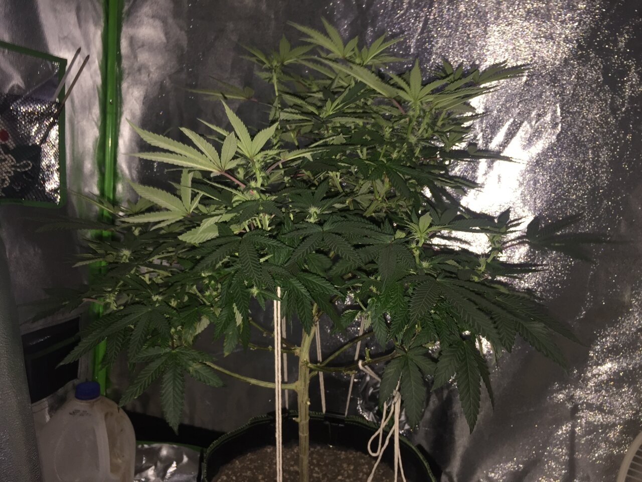 Week 2 day 19 of flower. birthday gift plant