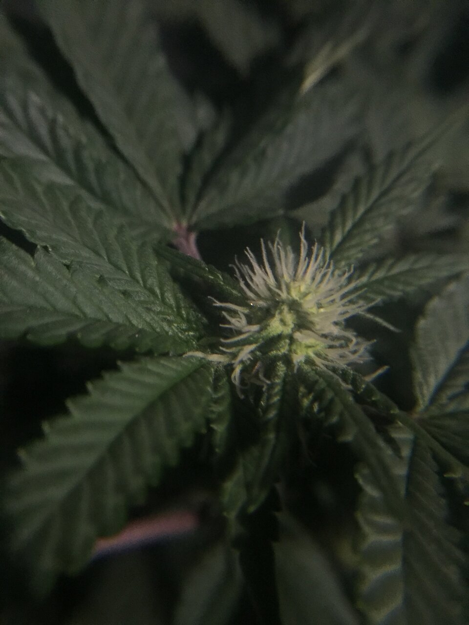 Week 2 day 19 of flower. birthday gift plant