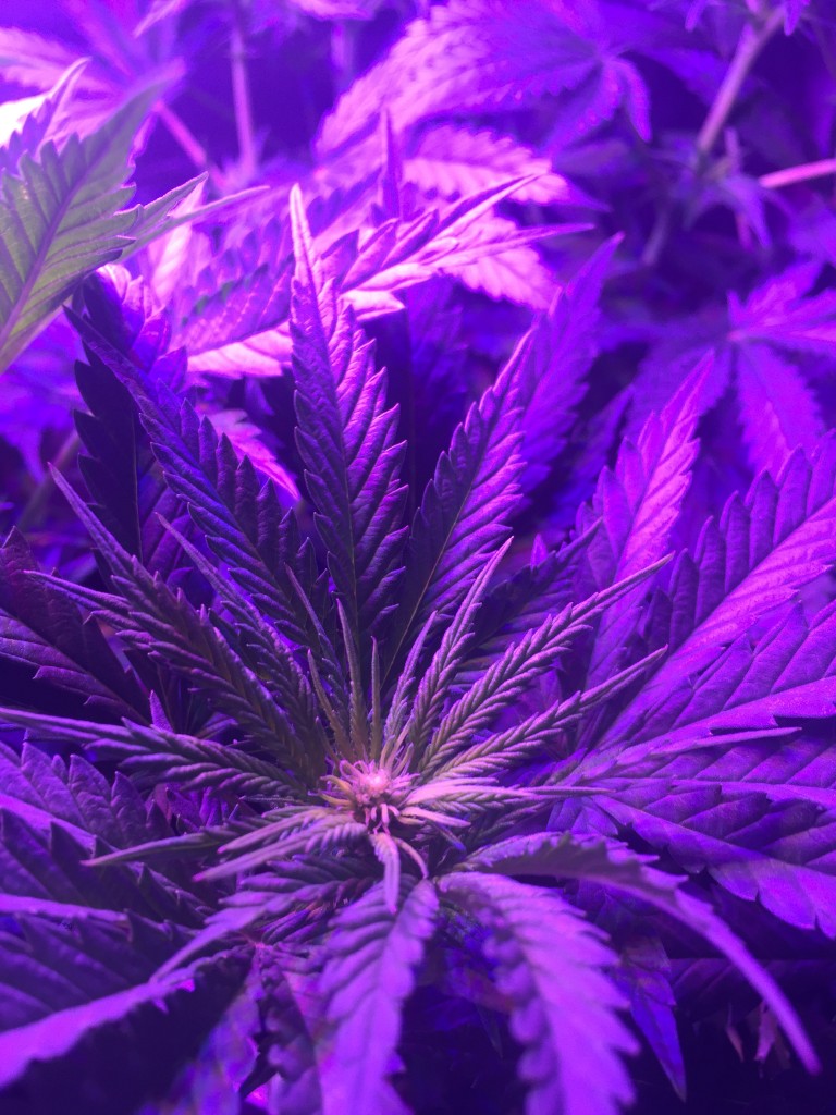 Week 2 Flower