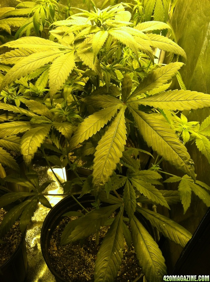 Week 2 Flowering