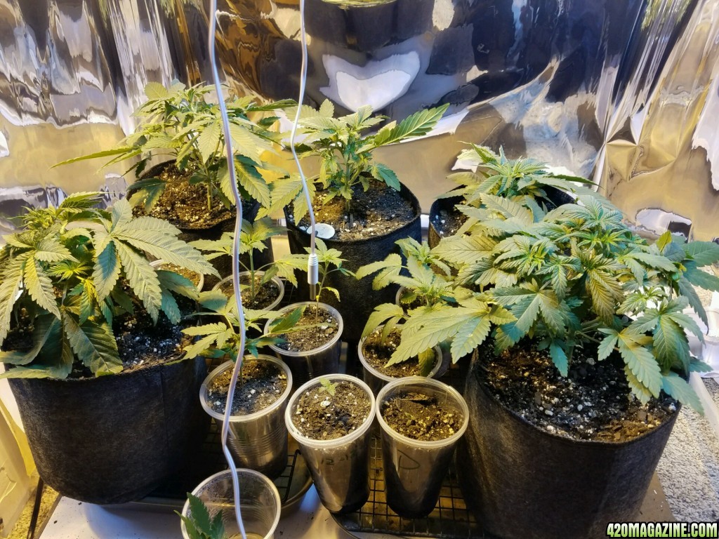 week 2 of veg, 30 days since seeds hit soil