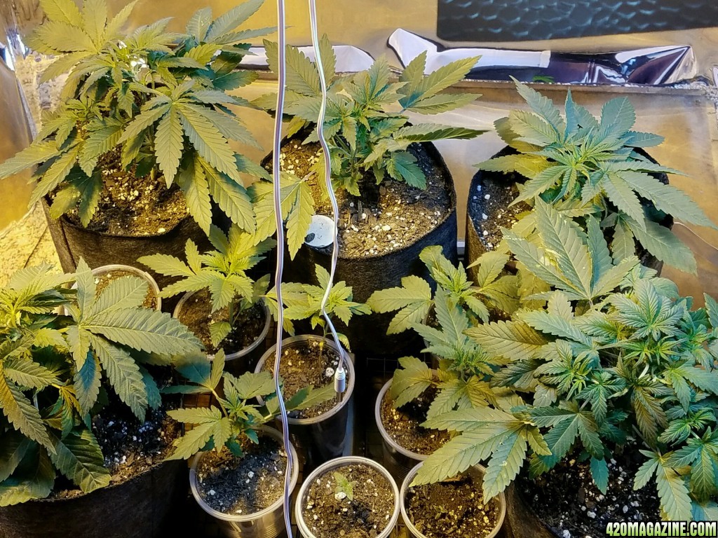 week 2 of veg, 30 days since seeds hit soil