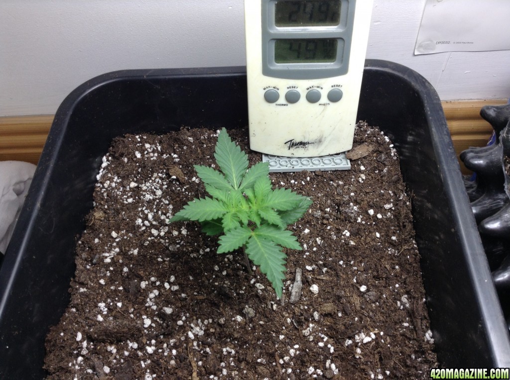 week 3 bagseed