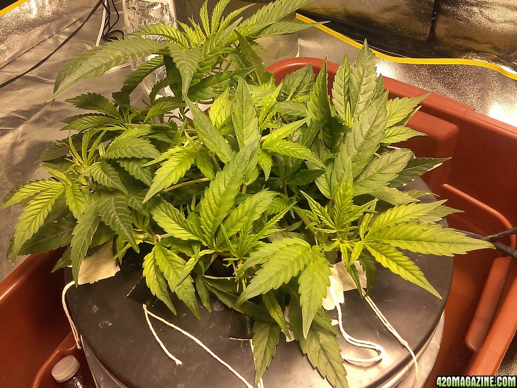 week 3 clone Ace of Spade