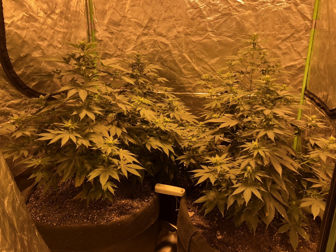 Week 3 Day 2 Flowering (1).JPG