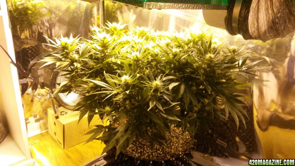 week 3 do blueberry