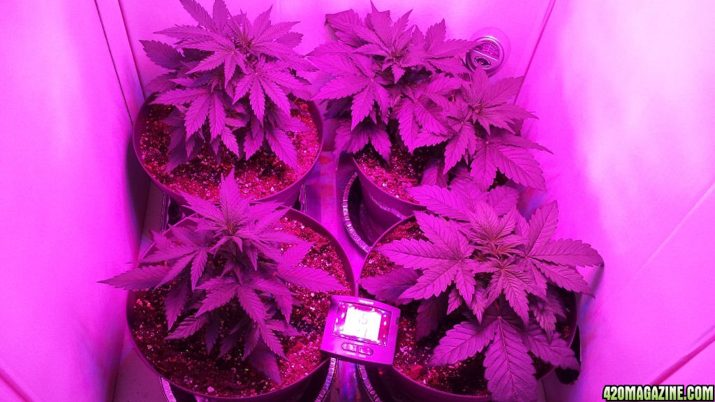 Week 3 Early Miss Auto Fem