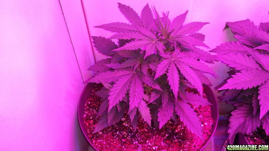 Week 3 Early Miss Auto Fem